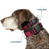 Grateful Dead - Plastic Clip Collar - Grateful Dead Text w/Skull & Roses Rainbow Fade - StealieShop