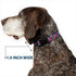 Grateful Dead - Plastic Clip Collar - Grateful Dead Steal Your Face Logo Stacked Red/White/Blue - StealieShop