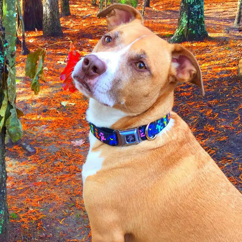 Grateful Dead - Grateful Dead Bear Seatbelt Buckle Collar - Dancing Bears Black/Multi Color - StealieShop